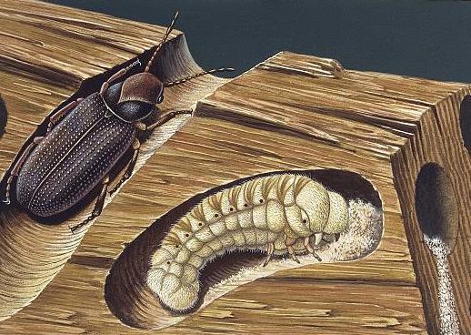 Anobium punctatum (Gettyimages)